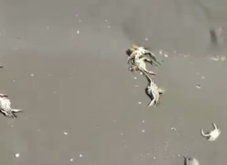 Zapanjujući prizori sa Jadrana: Bili su invazivna vrsta, a onda su samo doplutali na obalu i uginuli