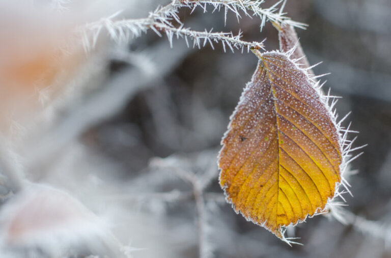 Sunovrat temperature