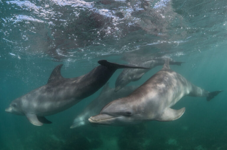 Delfin težak 410 kilograma uskočio u čamac: Mlatio i sve lomio, jedan ribar povrijeđen