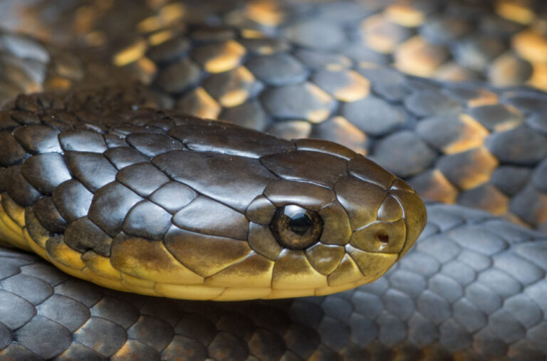 Žena pronašla otrovnu zmiju u automobilu: Hitno prevezena u bolnicu