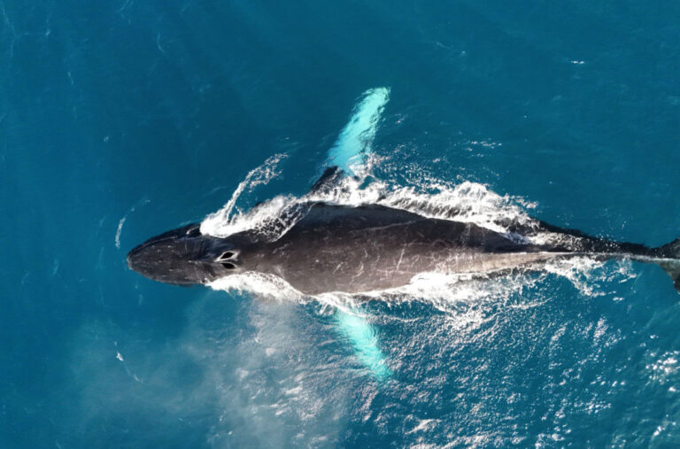 Jeziv snimak kruži mrežama: Mladića progutao kit