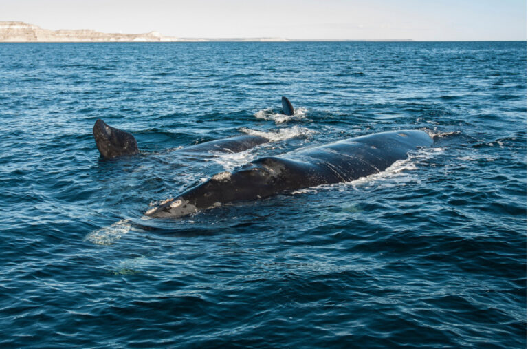 Viđen ogroman kit kod Dubrovnika, šokirani ljudi neće da ulaze u more VIDEO