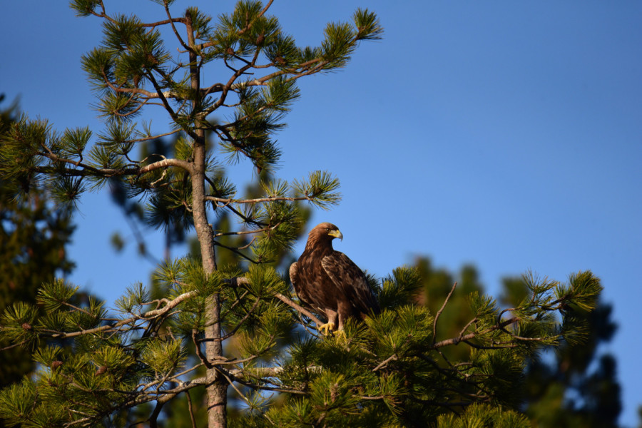 Veličanstveni gost na srpskoj planini: Uočena strogo zaštićena vrsta, a po ovome je posebna FOTO
