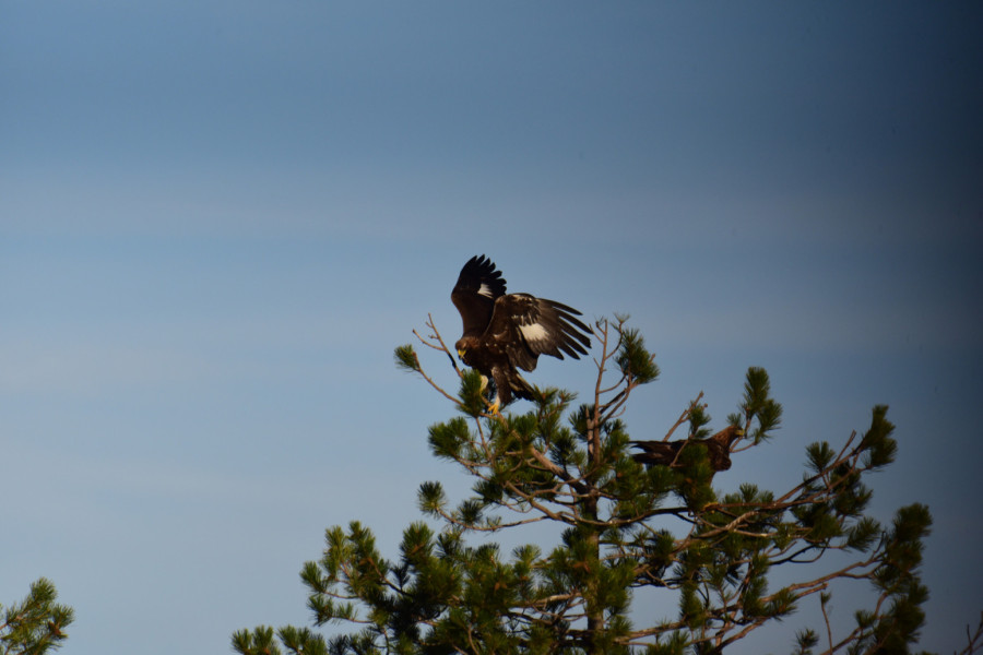 Veličanstveni gost na srpskoj planini: Uočena strogo zaštićena vrsta, a po ovome je posebna FOTO