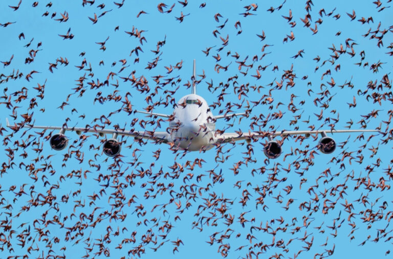 Drama na letu: Ptica udarila u avion, u kabini dim FOTO
