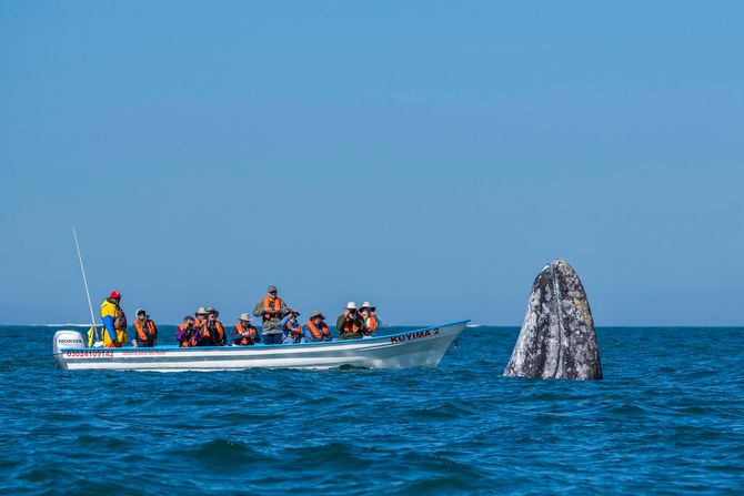 Naučna misterija kraj obala Kalifornije: Sivi kitovi stradaju velikom brzinom, razlog pomora nepoznat
