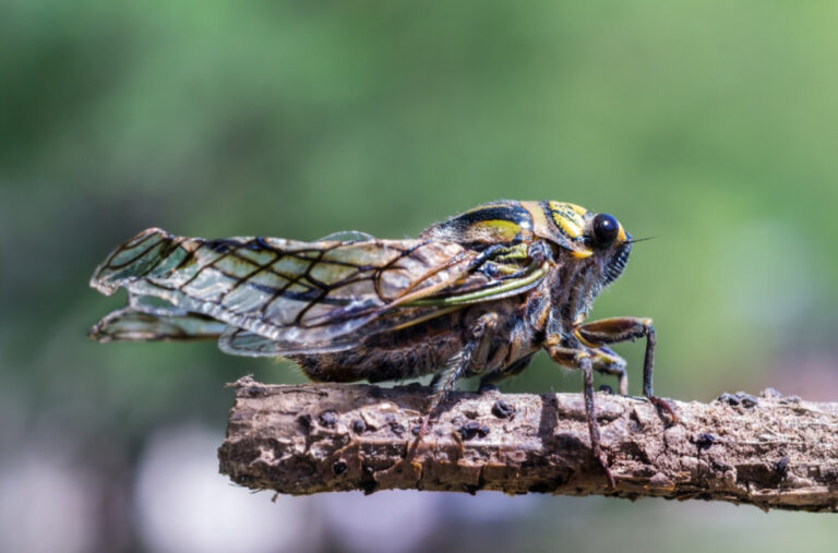 Kanibalski cvrčci preplavili gradove, prizori kao iz horor filma, vlasti izvele grtalice VIDEO