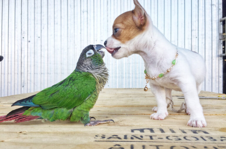 Šokantno otkriće naučnika: Ključ ljudske svesti leži u životinjama