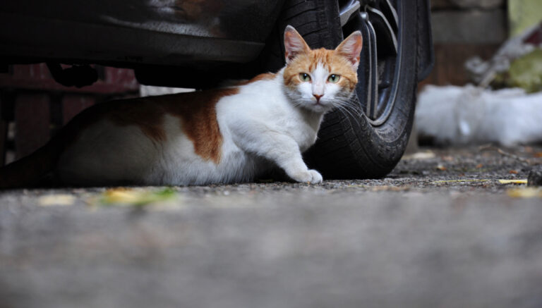 Dvoje ljudi poginulo, ali ne i mačka: Preživjela pad od 115 metara