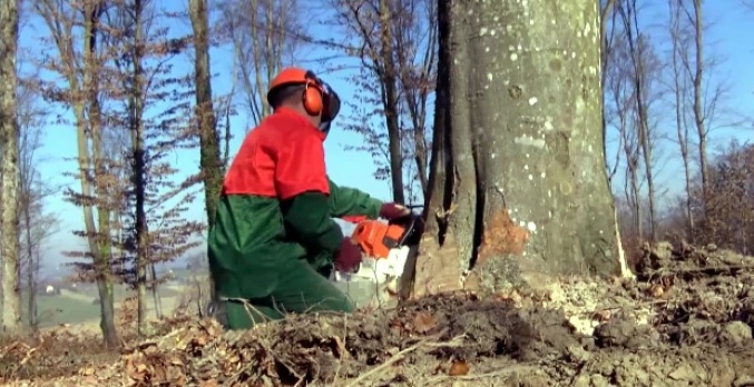 Tragedija u Drvaru prilikom sječe šume: Poginuo muškarac