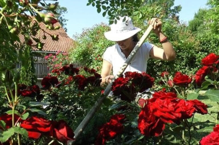 U ovoj bašti ima preko 1.000 najljepših cvijetova: Verica sa svojih deset prstiju napravila raj FOTO