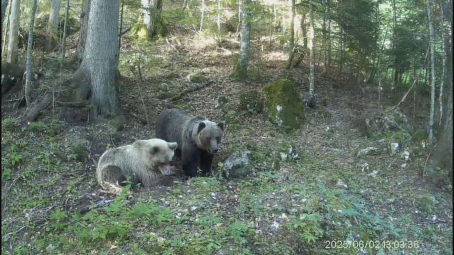 Šumski gorostas težak 162 kilograma uočen na Durmitoru: Preko noći prepešači desetine kilometara FOTO