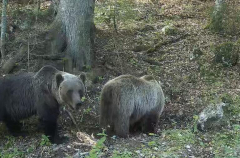 Šumski gorostas težak 162 kilograma uočen na Durmitoru: Preko noći prepješači desetine kilometara FOTO