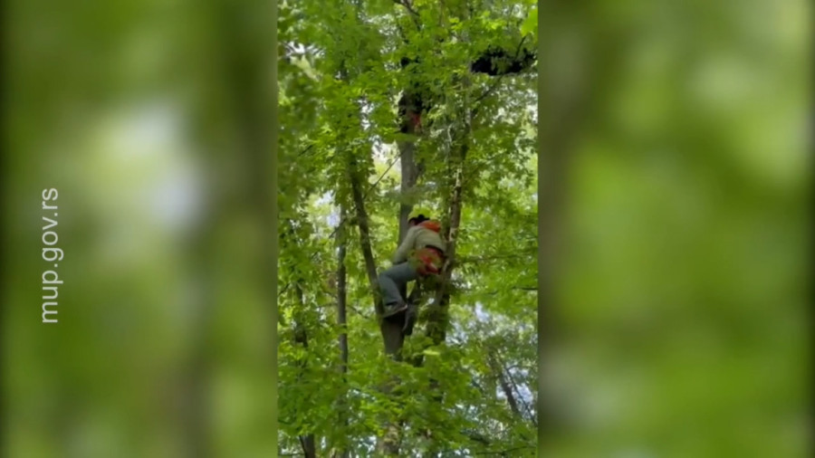 Drama na nebu iznad Čačka: Praglajderista izgubio kontrolu i pao u drveće, izvlačili ga spasioci FOTO