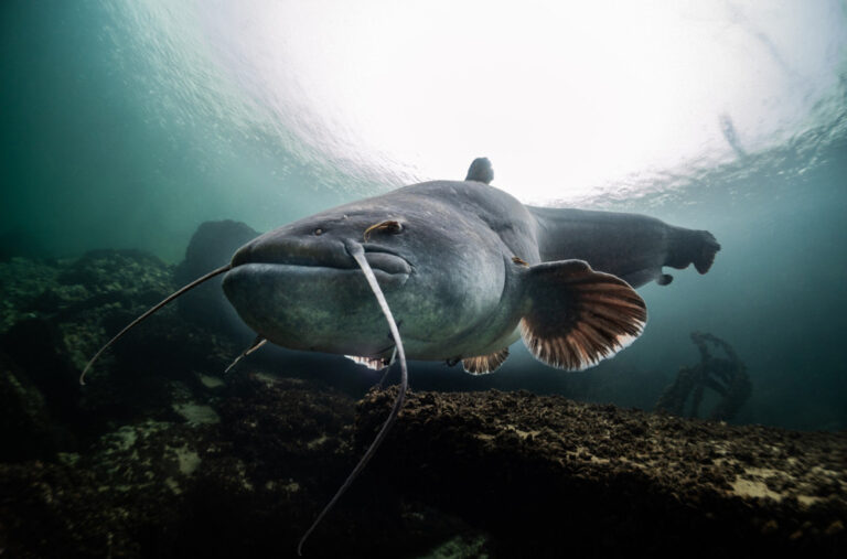 Agresivna riba ponovo napala kupače: Hitno zabranjeno plivanje
