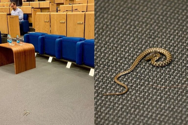Bizaran prizor: Zmija na podu sale Parlamenta FBiH