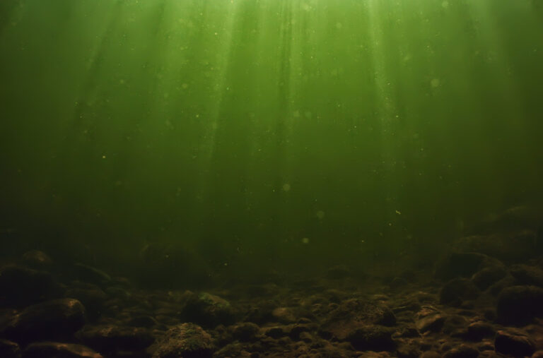 „Mislila sam da je školjka – bila je smrtonosna zvijer“; Jeziv susret tiktokerke šokirao svijet VIDEO