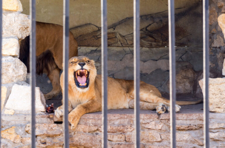 Krvava scena na Krimu: Lav gotovo ubio direktora dok ga je hranio VIDEO