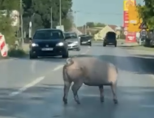 Hit scena u Srpskoj: Svinja ispala iz prikolice….