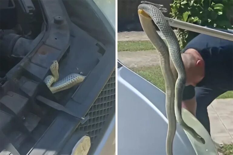 Vatrogasci iz Čitluka u ulozi zmijolovaca: Ogroman primjerak se uvukao ispod haube auta