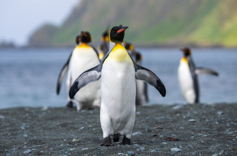Istopolni par pingvina odgaja mladunče koje su odbacili roditelji