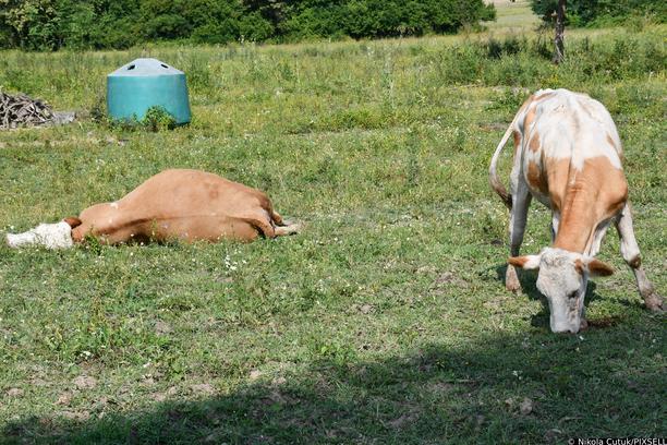 Potvrđen antraks u Hrvatskoj: Situacija krizna, uvedene hitne mjere