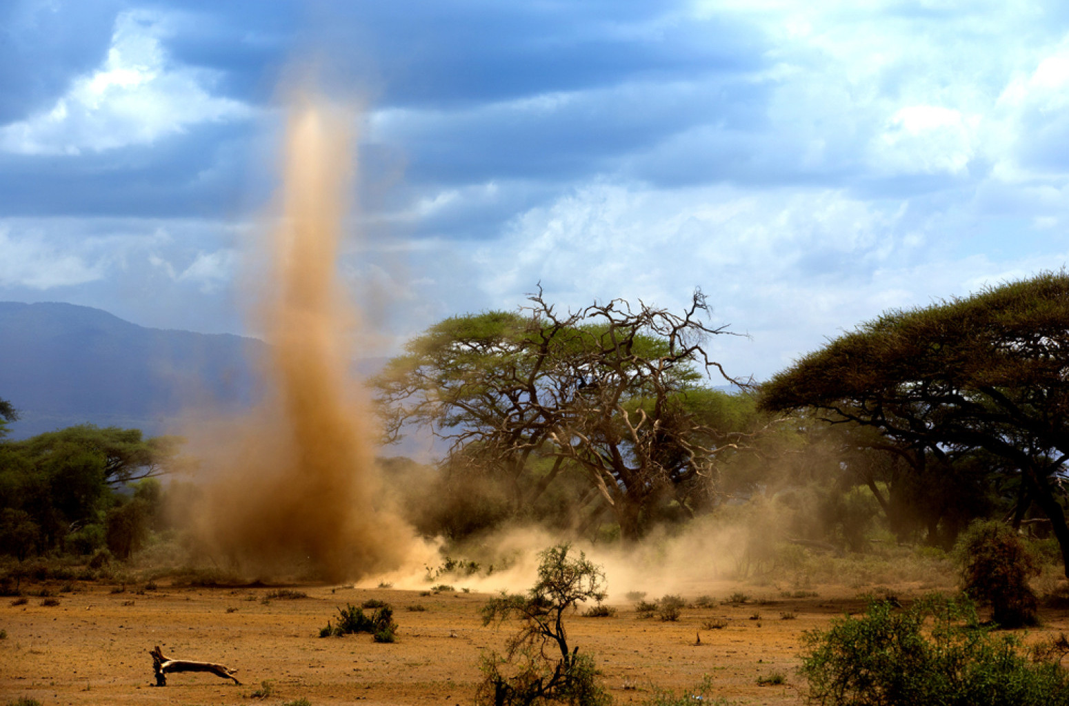 Beograđani u šoku – uočen je pustinjski đavo FOTO/VIDEO