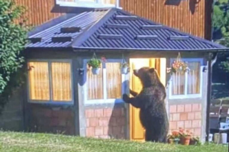 Prizor kao iz bajke: Medvjed pokucao na vrata porodice Pepić