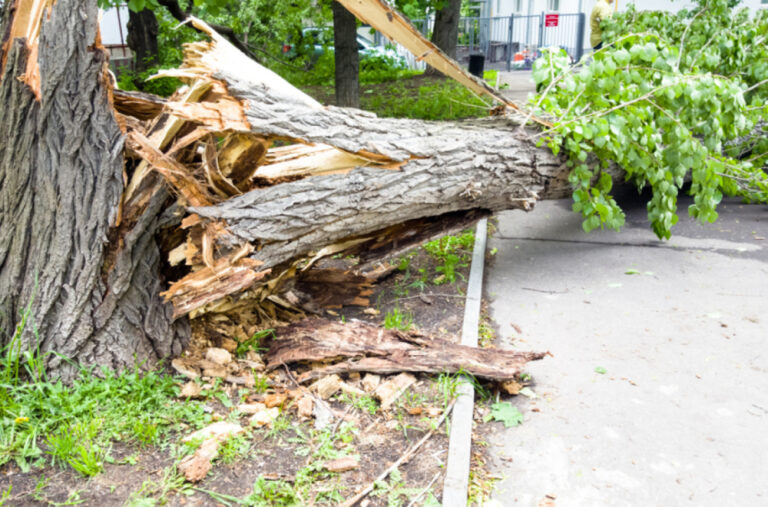 Potop u Valjevu: Ulice pod vodom, vjetar obarao drveće, automobili zaglavljeni FOTO/VIDEO