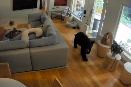 Medvjed upao u kuću, a onda je naišao na „ljutog čuvara“ i pobjegao glavom bez obzira! FOTO/VIDEO