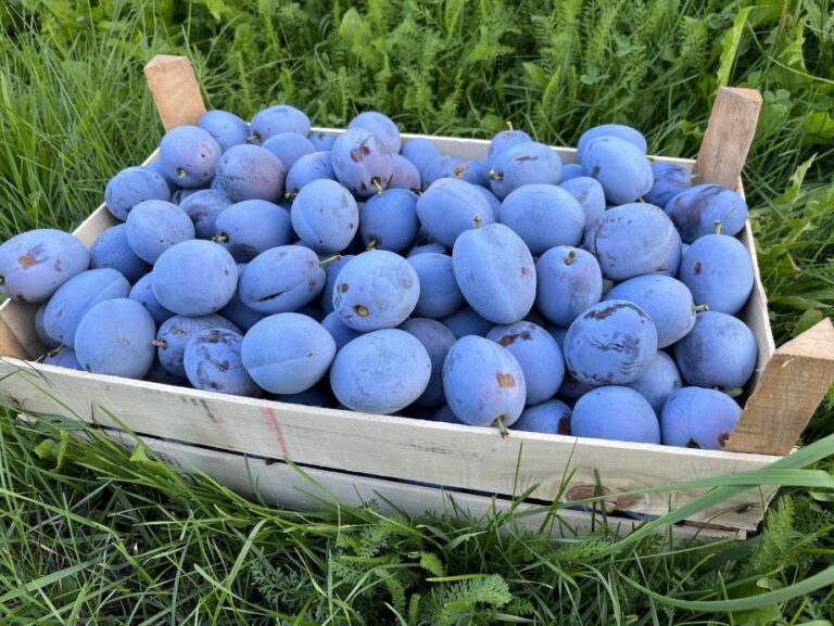 Potražnja premašila ponudu: Šljive za rakiju ovog ljeta u Srpskoj traženije nego ikad