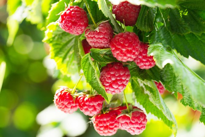 Malinari u Republici Srpskoj nezadovoljni otkupnom cijenom