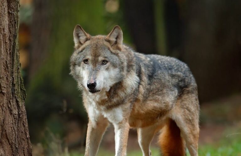 Vuk napao petogodišnje dijete u selu kod Štrpca, sve se odigralo blizu porodične kuće