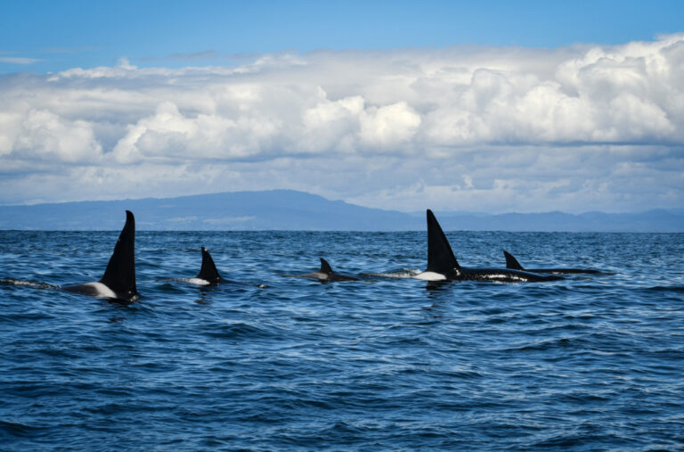 Kitovi ubice napali brodove na poznatoj destinaciji: Izdato hitno upozorenje