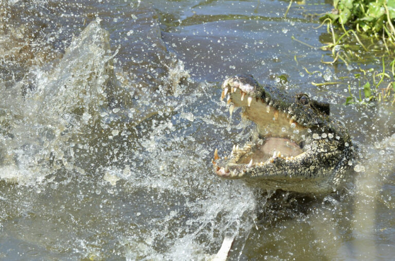 Jeziva borba sa krokodilom: Influenser prešao svaku mjeru, prijeti mu kazna VIDEO