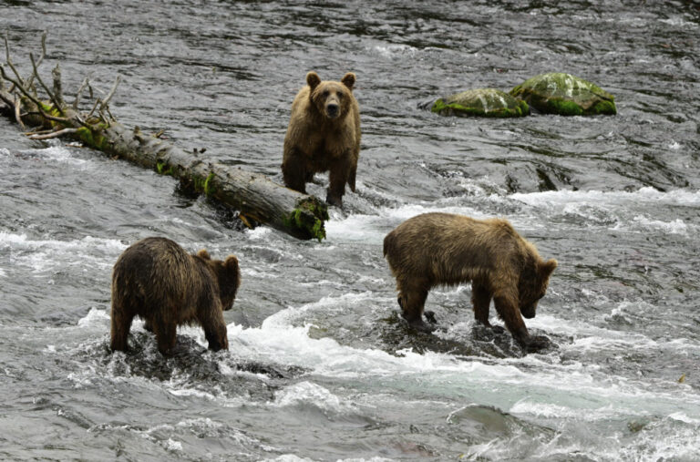 Izbor za mis medvjeda: Pobjednik onaj koji se najviše najeo