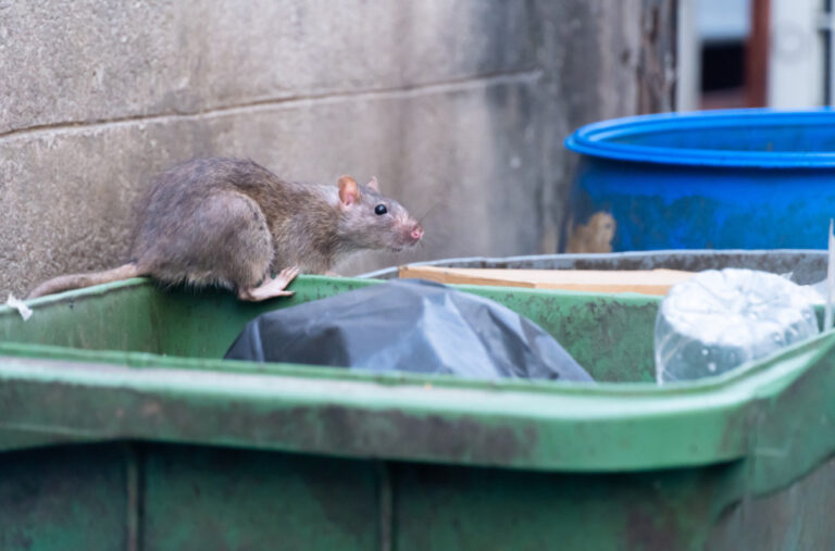 Pacovi preplavljuju gradove širom svijeta: Ozbiljna zdravstvena preijetnja?