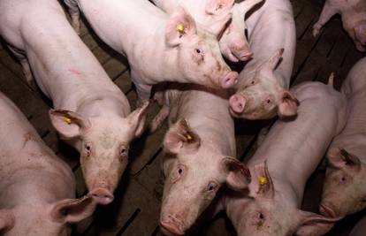 Semberci u čudu: Prasići nikad jeftinij duže od mjesec dana