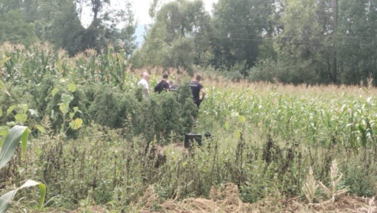 Monstruozno priznanje: „Ubio sam komšiju zbog krađe kukuruza – ne kajem se“