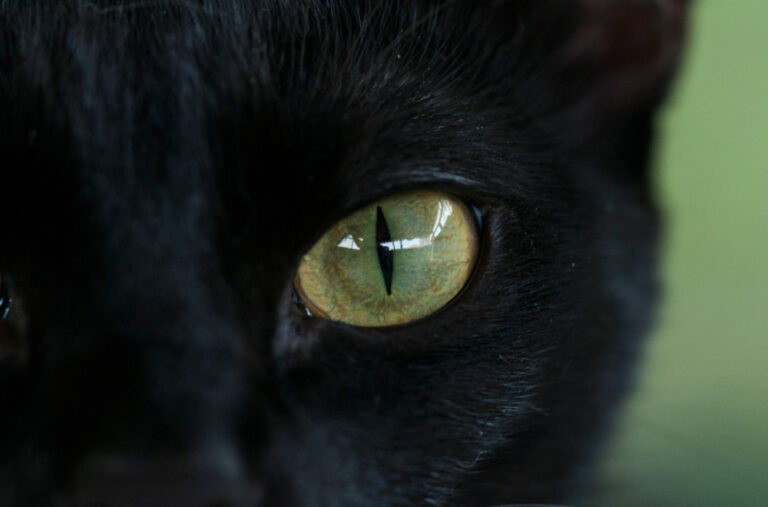 Španija donijela neuobičajenu zabranu uoči Noći vještica: Stop crnim mačkama