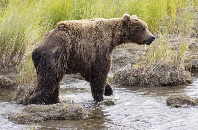 Medvjedi se pojavili na ulicama grada, lovci upozoravaju: Ne trčite, meda je brži