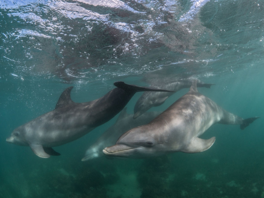 Zabrinjavajuće otkriće: Visok nivo hemikalija koje oštećuju mozak