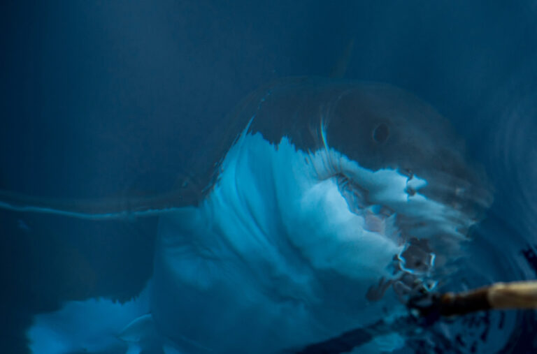 Strašan napad ajkule: Povrijeđen šef naučne ekspedicije