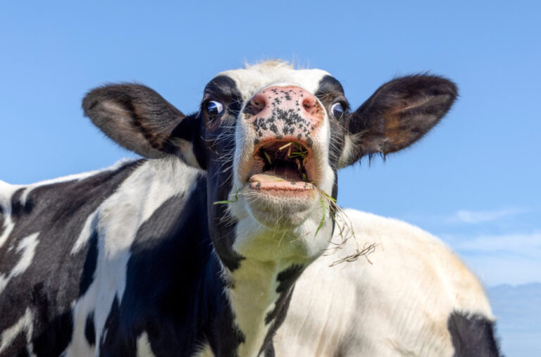Krave na udaru zaštitnika planete: „Manje goveda, manje metana“ VIDEO