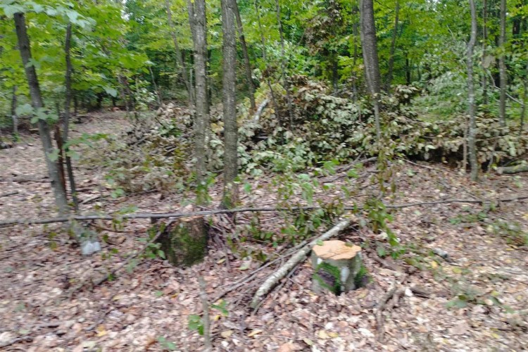 Uhapšen zbog krađe privatne šume: Posjekao 110 stabala