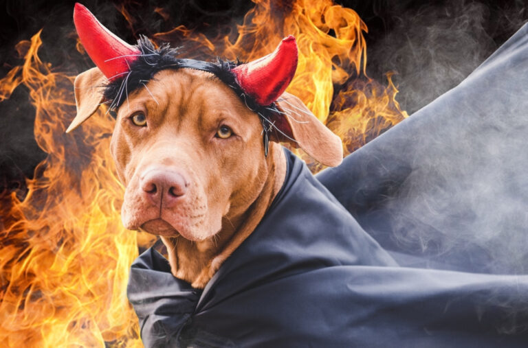 Pas izazvao eksploziju u stanu: Uključio šporet VIDEO