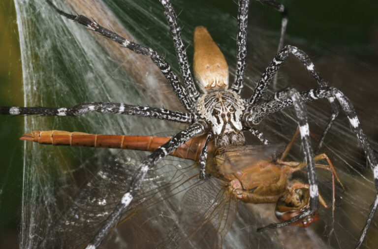 Preko 150 tarantula pronađeno u čašama od jogurta u privatnoj kući