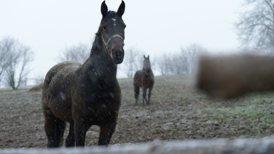 Nestvarna zimska slika iz Čačka: Tri prekrasna konja galopirala dok je sneg padao FOTO