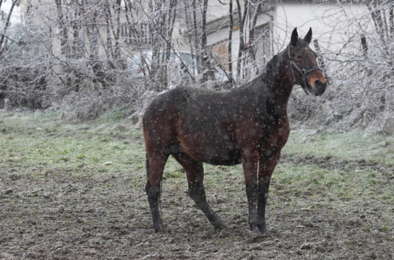 Nestvarna zimska slika iz Čačka: Tri prekrasna konja galopirala dok je snijeg padao FOTO