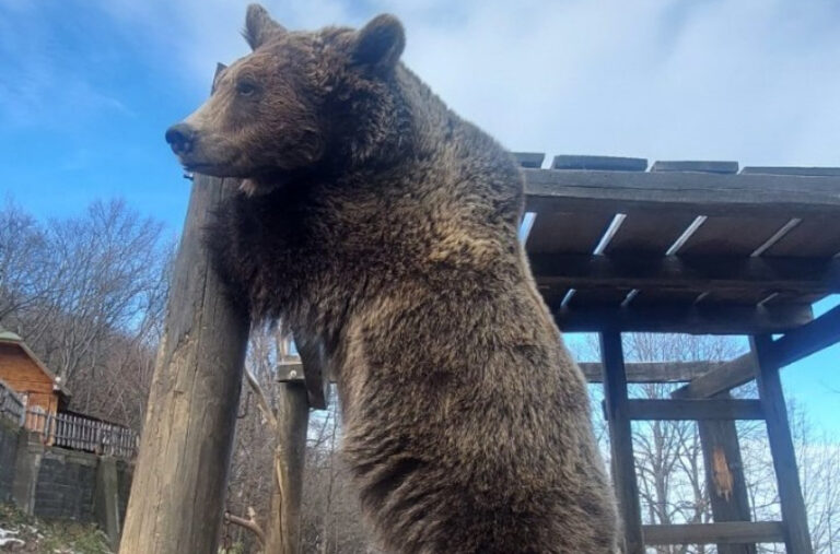 Medvjedice Maša i Ljubica spasene od smrti: Atrakcija na planini Ozren FOTO